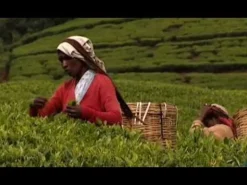 1823 Afternoon Tea bio aus Ceylon