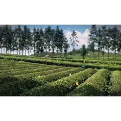 China Pouchong Oolong Ruixin bio