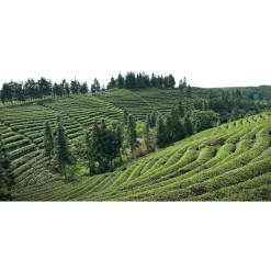 China Pouchong Oolong Ruixin bio