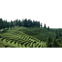 China Pouchong Oolong Ruixin bio