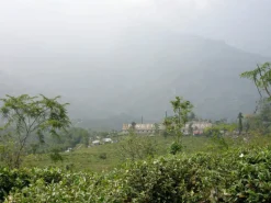 Darjeeling* First Flush Steinthal bio