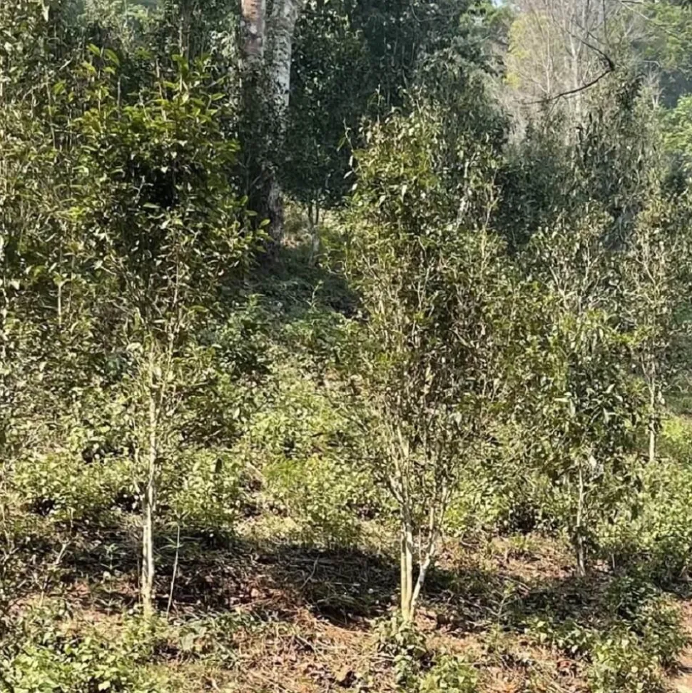 Mini Pu Erh Stapel Yiwu Xiaoshu