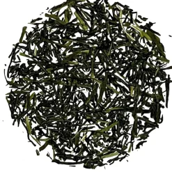 Sakura-No Shincha Moe 2024