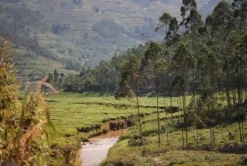 Schwarzer Tee Ruanda Rukeri bio