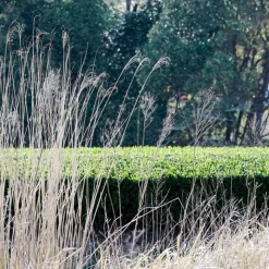 Suikyo Asamidori Sencha bio